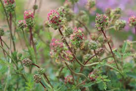 Salad Burnet